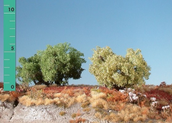Struiken, halfhoog