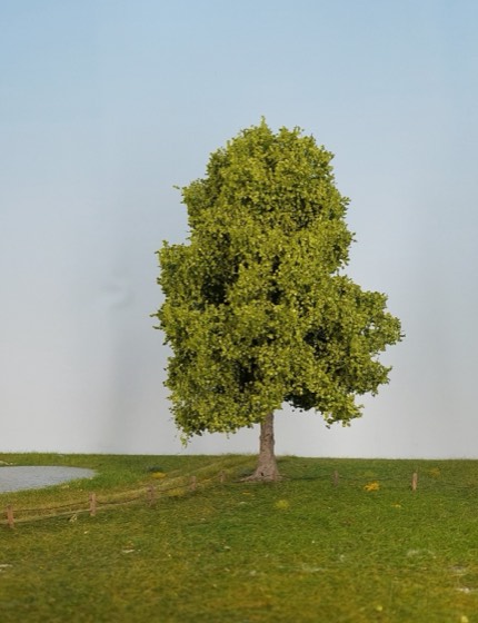 Esdoorn