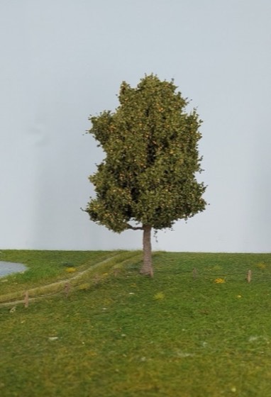Perenboom